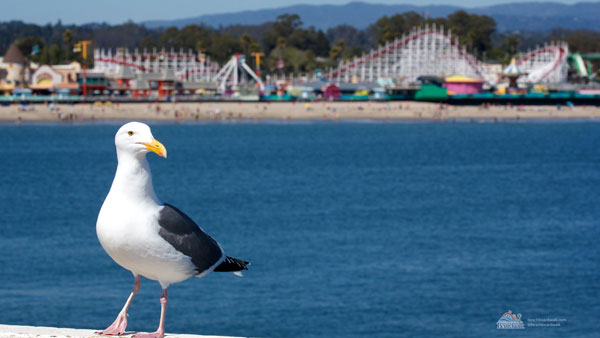 Image of a Sea Gull with the Giant Dipper from the Wharf