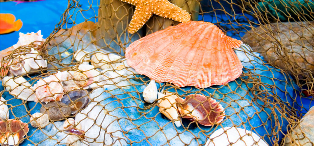 clam